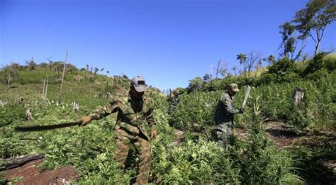 Diario HOY Eliminan más de 600 toneladas de marihuana en la frontera