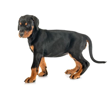 Premium Photo | Puppy doberman pinscher