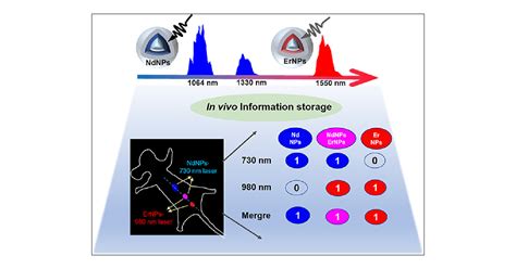 Lanthanide Doped Nanoprobes As Orthogonal NIR II Fluorescence Channels