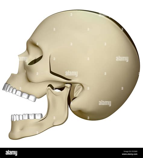 Skull Profile Open Mouth Drawing