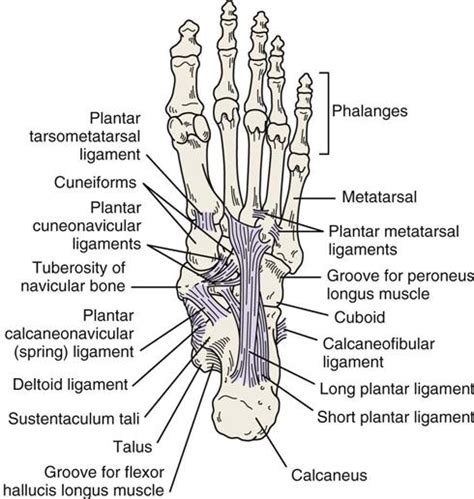 Lower Leg Ankle And Foot Clinical Gate