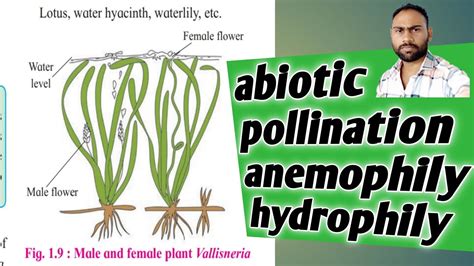 abiotic pollination anemophily ,hydrophily pollination|| maharastra ...