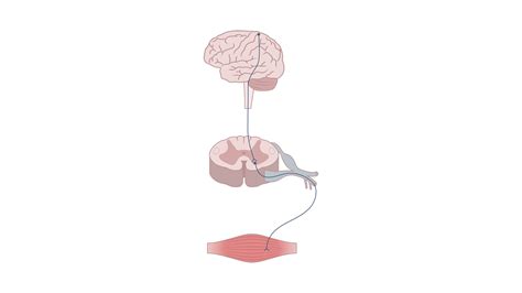 Fukuyama Congenital Muscular Dystrophy Storymd