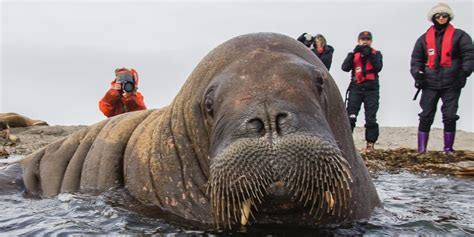 A Walrus Named Freya Is Sinking Boats And Causing Mayhem In Norway