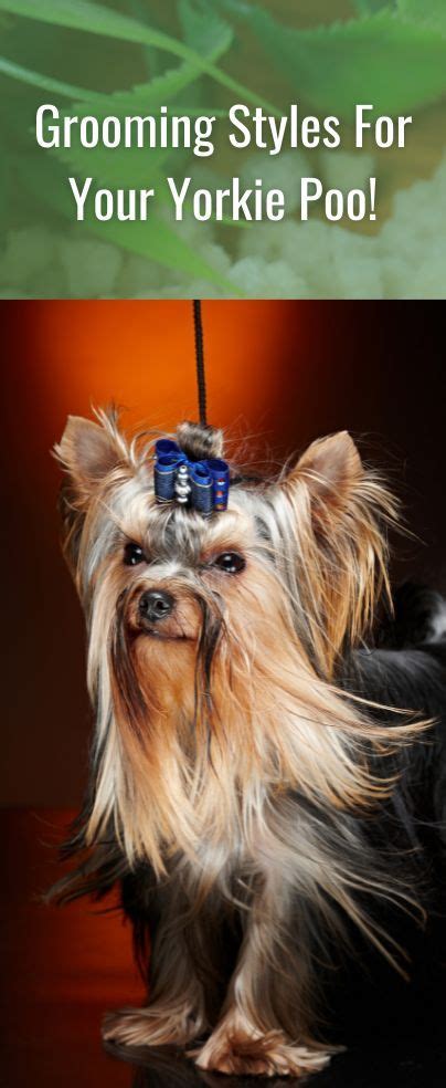 Choosing The Right Appearance For Your Yorkie Poo Might Be Difficult With So Many Lovely