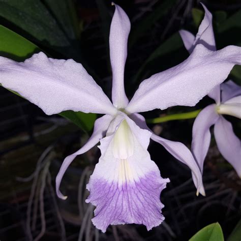 Laeliocattleya Canhamiana Coerulea X Cattleya Walkeriana Coerulea