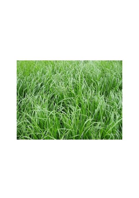 Teff Grass Yazlık Sığır Otu Tohumu 10 Kg Fiyatları ve Özellikleri