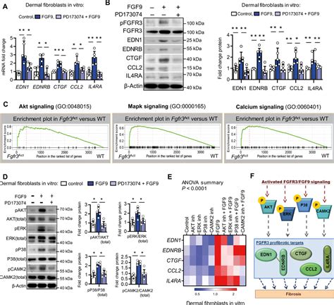 Fibroblast Growth Factor Receptor 3 Activates A Network Of Profibrotic