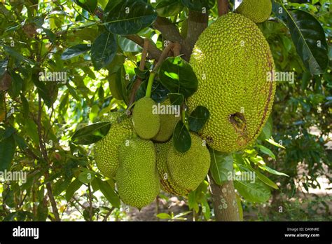 Asia Tree Flora Food Fruits Fresh Fruit Heterophyllus Tree