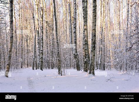 Birch Trees Snow High Resolution Stock Photography And Images Alamy