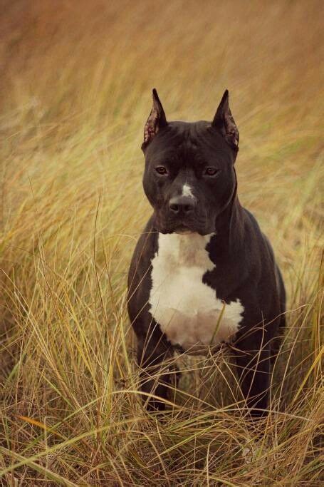 24 Best Amstaff Images On Pinterest Doggies Pit Bulls And Dogs