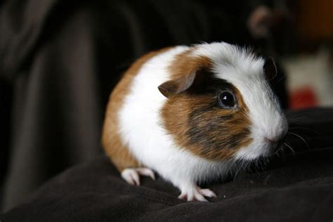 guinea pig life span - Animals Time