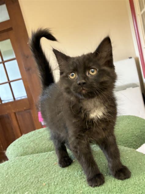 Chenango SPCA | Norwich NY