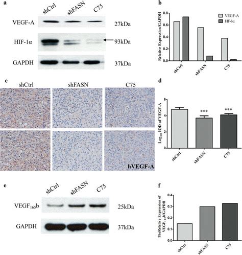 FASN regulated the expression of HIF 1α and VEGF A a b Western