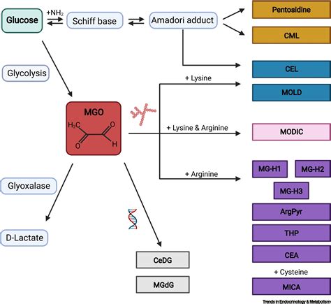 Advanced Glycation Endproducts In Diabetes Related Macrovascular