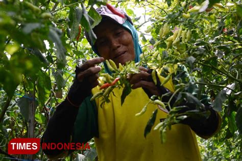 Terserang Penyakit Cacar Buah Tanaman Cabai Di Kabupaten Malang Banyak