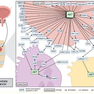 Role Of AKT In Molecular Mechanisms Of Breast Cancer Bone Metastasis