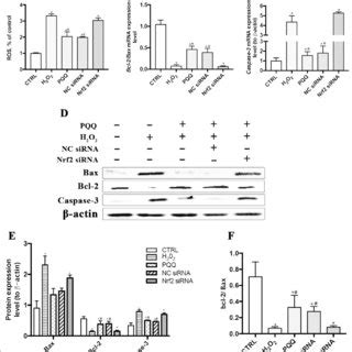 Effects Of Pqq On Levels Of Ros And Ros Regulated Proteins In Cells