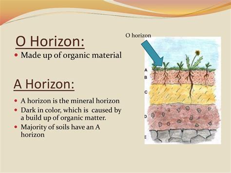 PPT - Soil Horizons PowerPoint Presentation, free download - ID:1115177