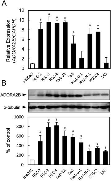 Evaluation Of Adora2b Expression In Oscc Derived Cell Lines A