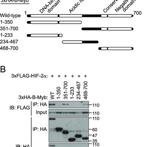 A Central Region In Hif Interacts With B Myb A Schematic