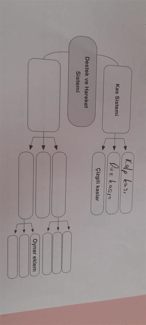 Kas Sistemi Destek Ve Hareket Sistemi Uygun Ifadelerle Doldurunuz Kalp