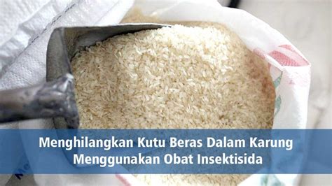 Menghilangkan Kutu Beras Dalam Karung Menggunakan Obat Insektisida Pt