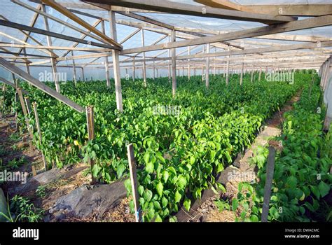 Sweet Peppers Greenhouse Stock Photos Sweet Peppers Greenhouse Stock