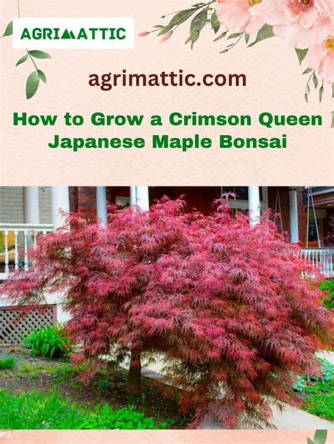 How To Grow Crimson Queen Japanese Maple Bonsai Agrimattic