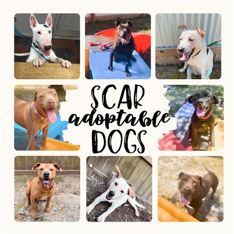 scar animal 3