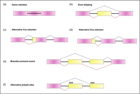 The common mechanisms of alternative splicing. (a) Intron retention (b ...