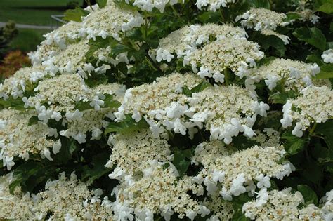 Bailey Compact American Cranberrybush Viburnum Trilobum Bailey