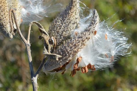 Common milkweed | FWS.gov
