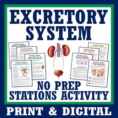 Excretory System Stations Activity Flying Colors Science