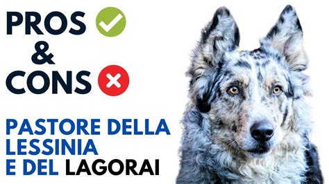 Lessinia And Lagorai Shepherd Pros And Cons Pastore Della Lessinia E