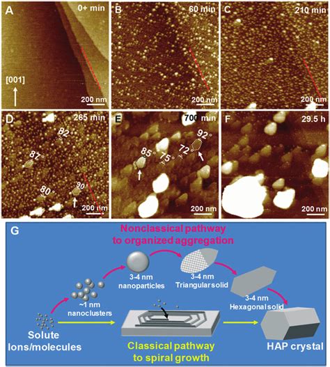 Nonclassical Crystallization Of HAP By Particle Attachment 12 A F A