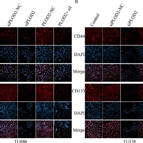 Effects Of Plod2 On Cd44 And Cd133 Expressions In Tu686 And Tu138