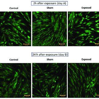 The Morphology Of Hmsc Experiment No Day A H After Exposure To