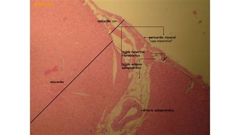 Clase Explicaci N Corazon Histolog A Musculo Cardiaco Ppt