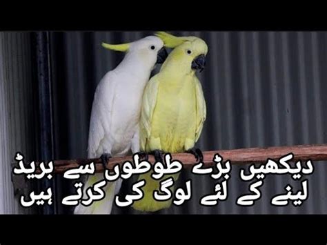 Dekhen Baray Toto Se Breed Lene K Lie Log Kia Kr Rahay Hn Youtube