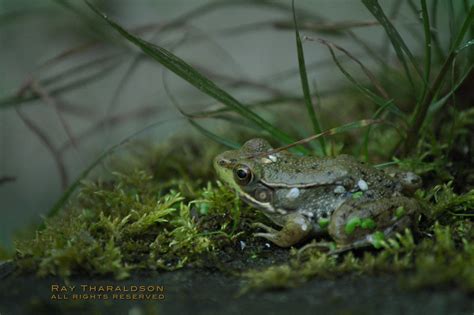 Frog On Moss Frog On Moss Summer 2010 Nikon D70 Potato Flickr