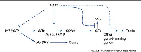 Sex Determination A ‘window’ Of Dax1 Activity Semantic Scholar