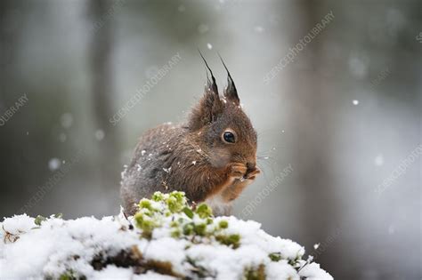 Eurasian red squirrel feeding - Stock Image - C008/7944 - Science Photo ...