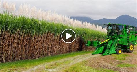 SugarCane Growing and Harvest - Sugar Mill Processing Line - Modern Machine Harvest