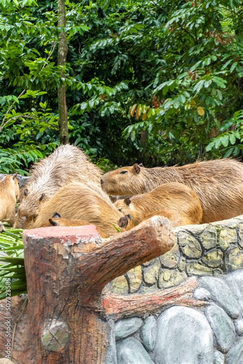 The capybara or greater capybara is a giant cavy rodent native to South ...