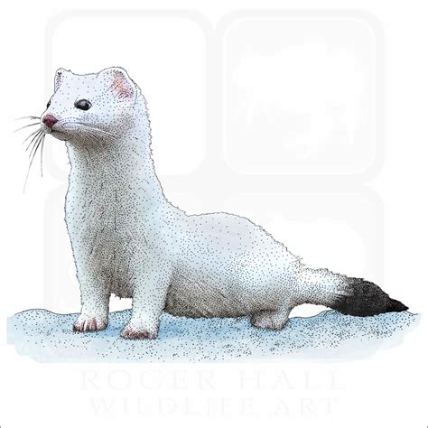 Ermine or Short-Tailed Weasel - Signed Fine Art Print - inkart