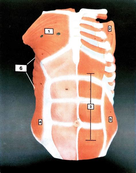 6 Anterior Abdomen Diagram Quizlet