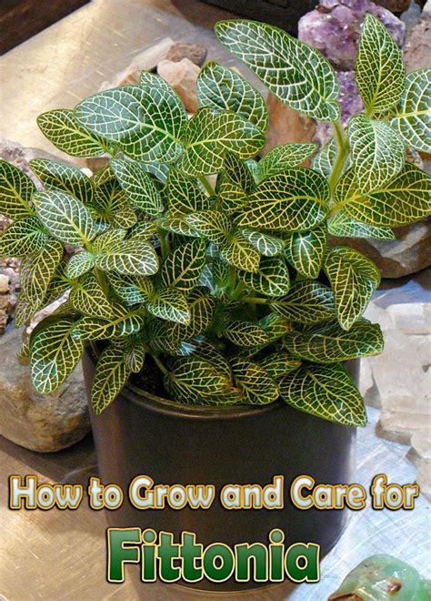 How To Grow And Care For Fittonia Nerve Plant