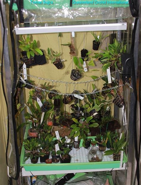 How To Grow Miniature Orchids In Simple Indoor Setups 🎍🎋 Queensland