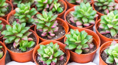 50 Different Types of Crassula Varieties With Names and Pictures